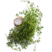 Thyme