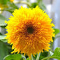 Teddy Bear Sunflowers