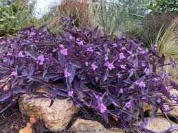 Purple Heart