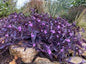 Purple Heart
