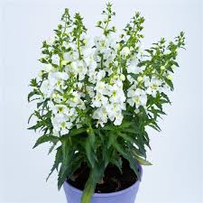 Angelonia