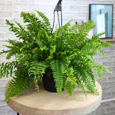 Ferns