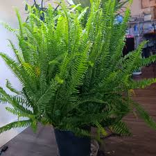 Ferns