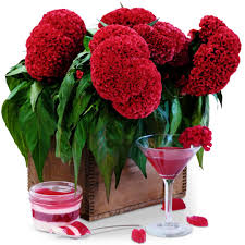 Celosia