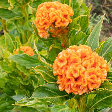 Celosia