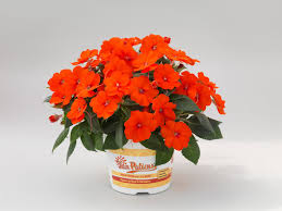 Sunpatiens
