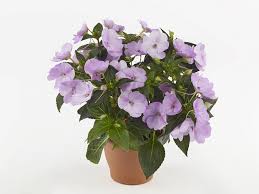 Sunpatiens