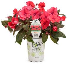 Sunpatiens