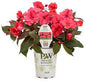 Sunpatiens