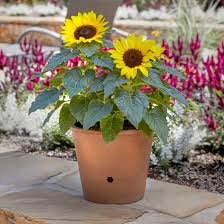 10" Assorted Pots