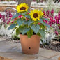 10" Assorted Pots