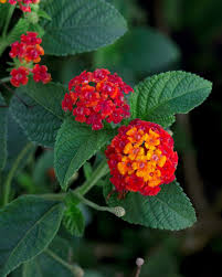 Lantana