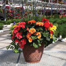 12" Assorted Pots