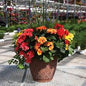 12" Assorted Pots