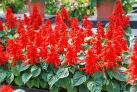 Salvia