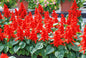Salvia
