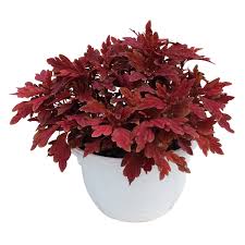 Coleus Plants