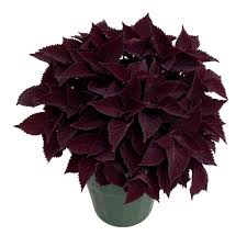 Coleus Plants