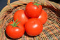 Tomato Plants
