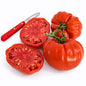 Tomato Plants