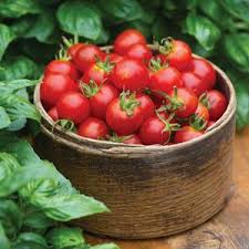 Tomato Plants