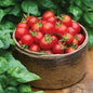 Tomato Plants