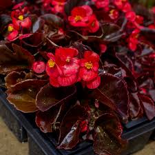 Begonias