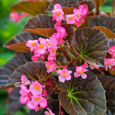 Begonias
