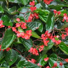Begonias