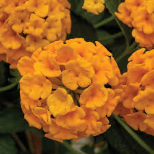 Lantana