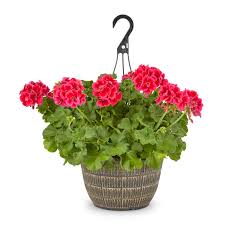 Flowering Hanging Baskets