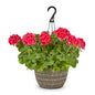 Flowering Hanging Baskets