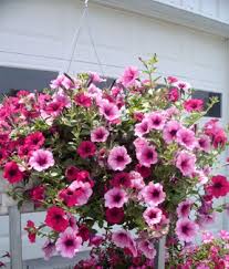 Flowering Hanging Baskets