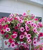 Flowering Hanging Baskets