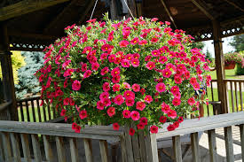Flowering Hanging Baskets