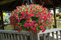 Flowering Hanging Baskets