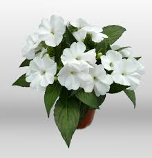 Sunpatiens