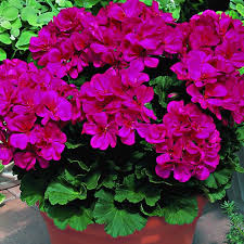 Geraniums