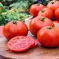 Tomato Plants