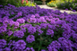 Homestead Verbena