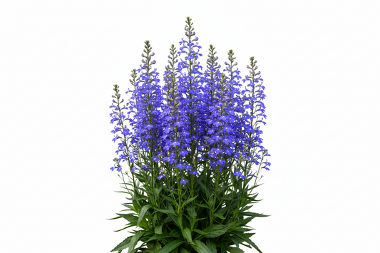Lobelia